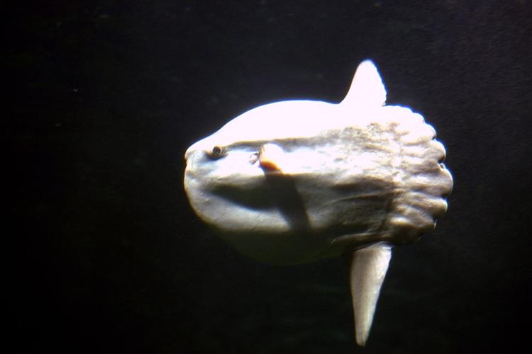 Indvandrer. Det lune vand trækker flere eksotiske fisk til som klumpfisken her. (Arkivfoto) 