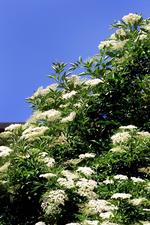 Blomstrende hyld