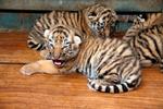 Grrrr. De fire tigerunger vokser hurtigt. 