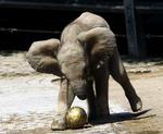 VM-dyr. Her er det en tysk baby-elefant, der har lært at spille fodbold. Under sommerens VM i Sydafrika er flere dyr blevet brugt til at spå om kampenes udfald. 