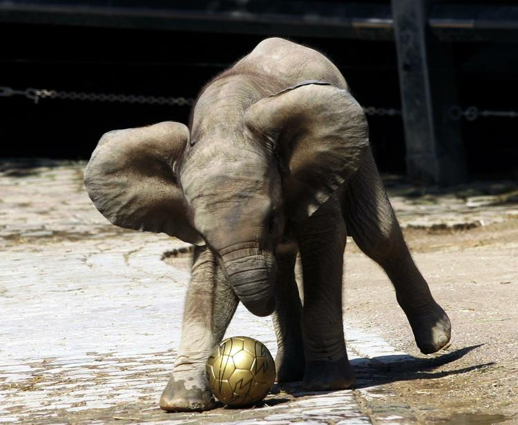 VM-dyr. Her er det en tysk baby-elefant, der har lært at spille fodbold. Under sommerens VM i Sydafrika er flere dyr blevet brugt til at spå om kampenes udfald. 