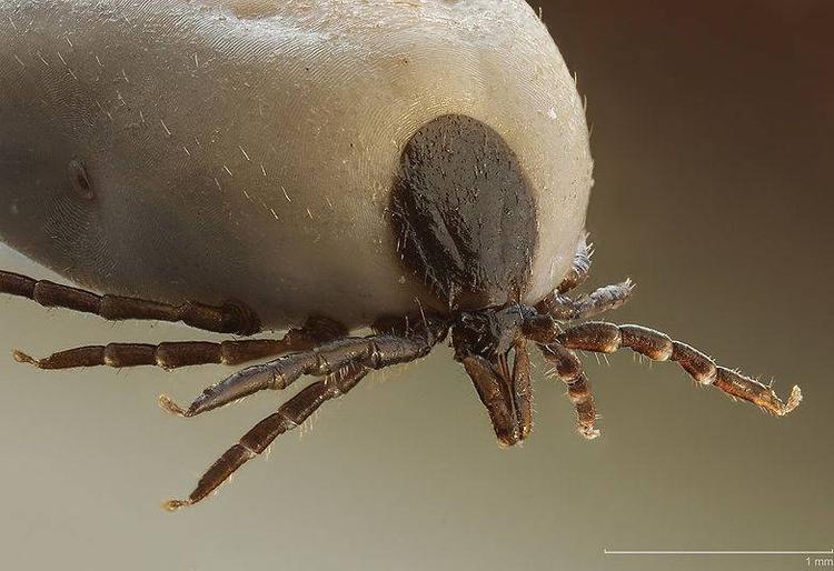 Skovflåten, som den ser ud efter et festmåltid på en menneske- eller dyrekrop. Flået på dette billede er cirka 3-4 mm lang. Foto: Wikipedia 