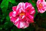 lolblomst_17-07-2010_UH9SMVI.jpg