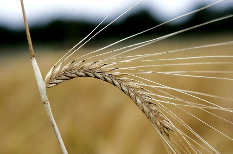 Landbrug. Danskernes forhold til landet er blevet behandlet i kunsten og det vil den blive ved med. 