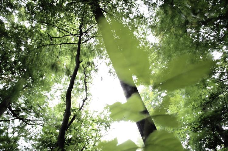 Energi. Danske skove kan skal være med til at opfylde kravet om en femtedel af energien fra vedvarende energi, mener Energistyrelsen. 