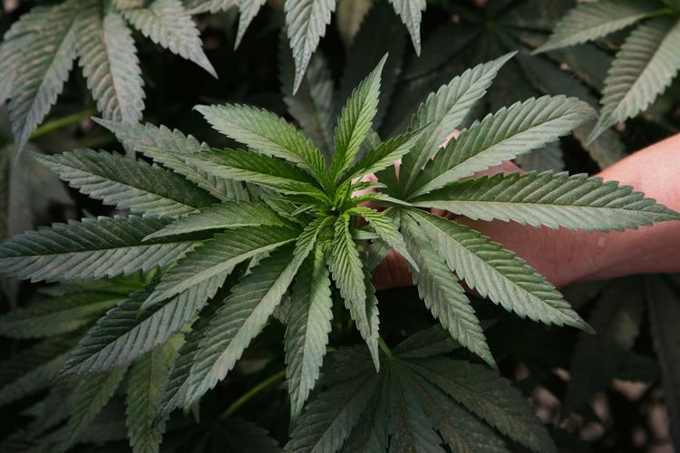 Trippet. De er indtil videre sluppet med friheden i behold, men potsmuglerne har måttet vinke farvel til pot for tre millioner kroner. En del af det røg ud af flyet, før det landede og blev efterladt. 
