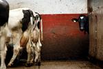staldbehandling. 20.000 gange om året får køer konstateret mælkefeber, som ubehandlet fører til lammelse og død. Nu skal landmændene lære at tage sig af koen uden bistand fra dyrlægen. 