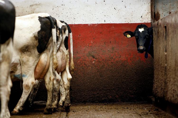 staldbehandling. 20.000 gange om året får køer konstateret mælkefeber, som ubehandlet fører til lammelse og død. Nu skal landmændene lære at tage sig af koen uden bistand fra dyrlægen. 