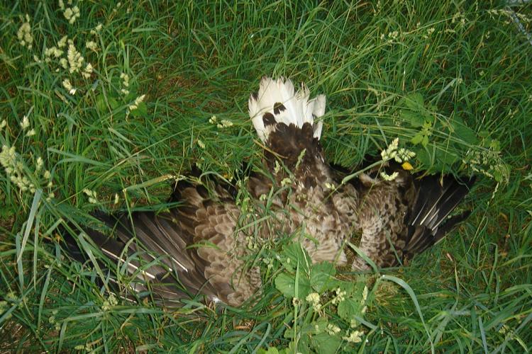 DRab. Havørnene er døde efter, at de har spist en fugl, som var fuld af det meget giftige og forbudte stof carbofuran. 