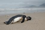 Strandet. Omkring 500 pingviner som denne magellanske pingvin er fundet døde med tomme maver på brasilienske strande de seneste 10 dage. 