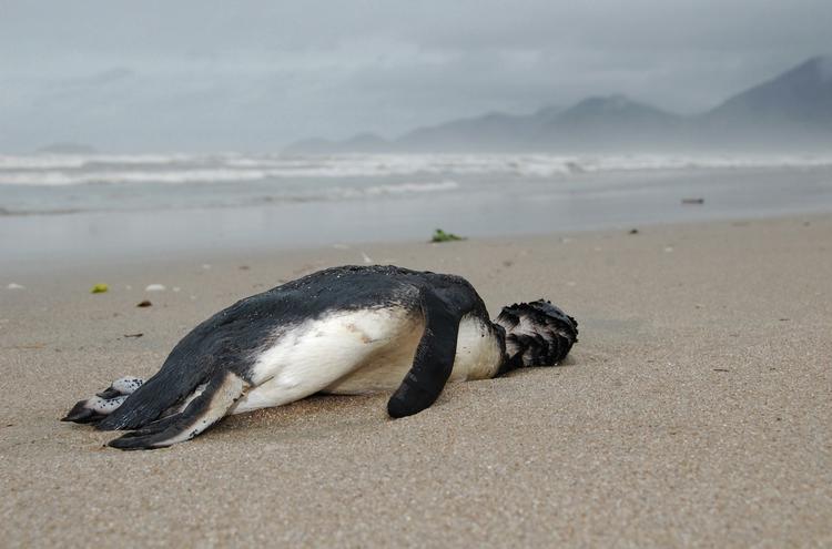 Strandet. Omkring 500 pingviner som denne magellanske pingvin er fundet døde med tomme maver på brasilienske strande de seneste 10 dage. 