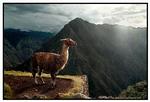 Kulderamt. Peru er et meget naturskønt land, men lige nu er vejret ekstremt hårdt. 