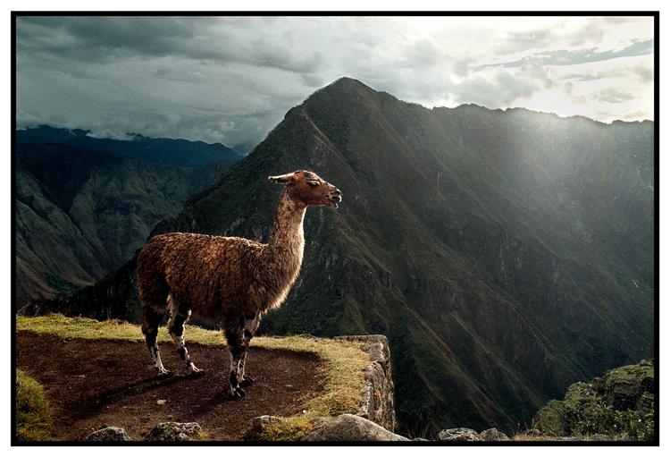 Kulderamt. Peru er et meget naturskønt land, men lige nu er vejret ekstremt hårdt. 