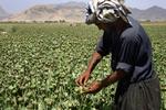 Dilemma. En afghansk bonde på arbejde. Skal vi lade de afghanske bønder producere narko uden at gøre noget ved det? 
