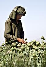 Opium. Markerne er endeløse i Afghanistan. Og det bliver de ved med at være længe endnu. 