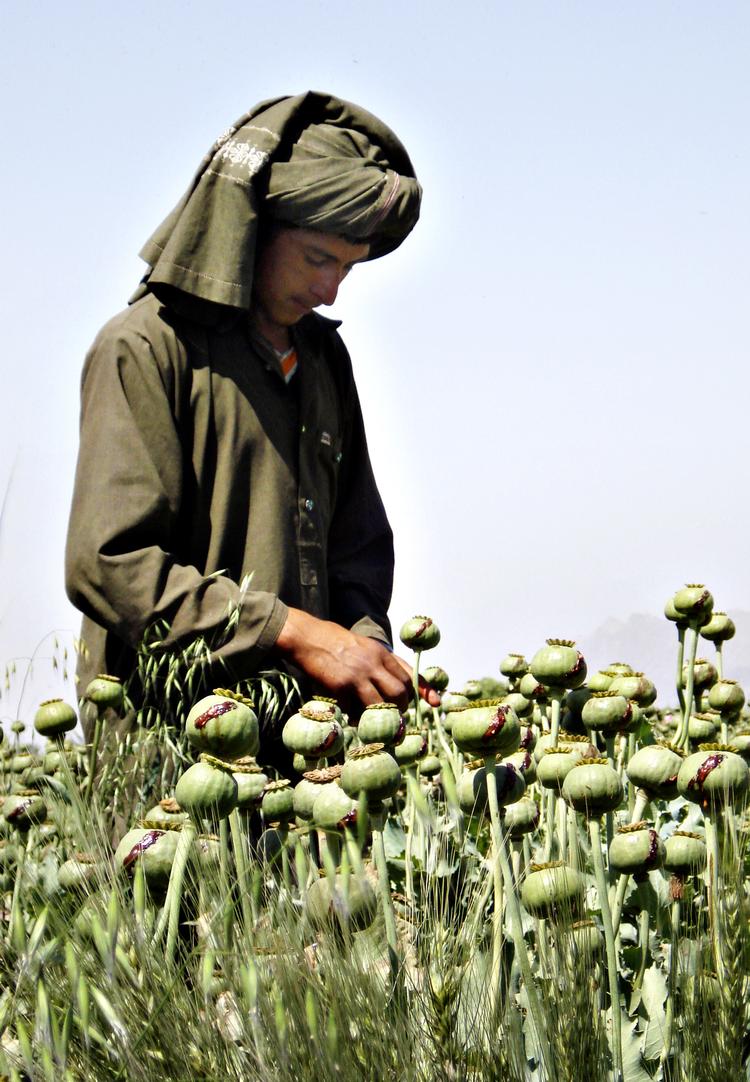 Opium. Markerne er endeløse i Afghanistan. Og det bliver de ved med at være længe endnu. 
