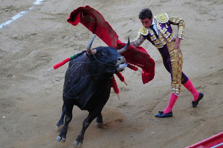 Tyrefægtning. David Fandilla eller 'El Fandi' udfører en af sine manøvre i Cataloniens eneste tyrefægtningarena, La Plaza de Los Toros Monumental i Barcelona. Det kan blive et hans sidste, da regionen i dag stemmer om et forbud. 