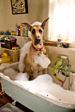 Hunden Marmaduke er den klodsede, savlende teenager i en tilflytterfamilie, der skal lære at begå sig blandt Californiens smarte indfødte. Foto: 20th Century Fox