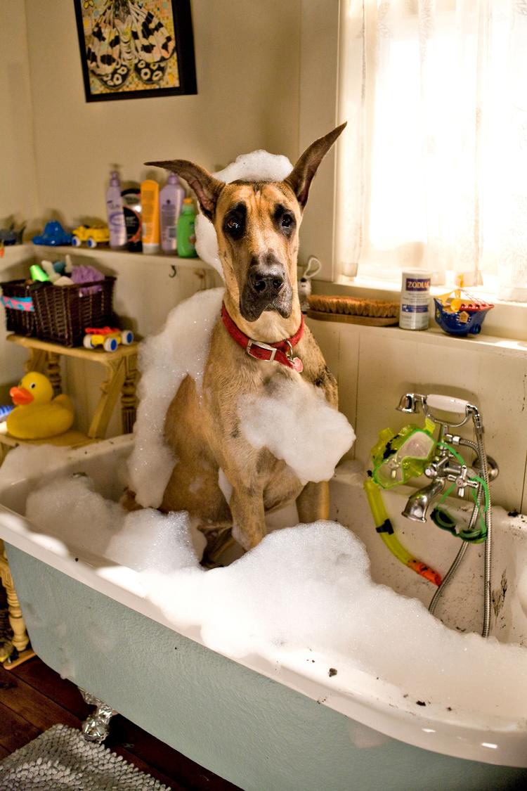 Hunden Marmaduke er den klodsede, savlende teenager i en tilflytterfamilie, der skal lære at begå sig blandt Californiens smarte indfødte. Foto: 20th Century Fox