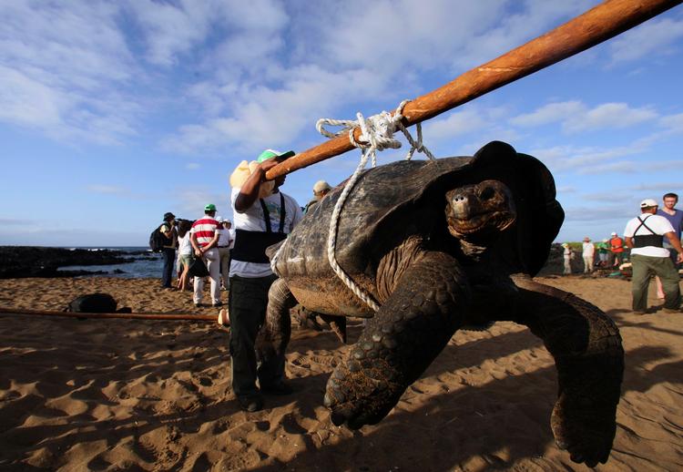 Eksotisk. Galapagos-øerne rummer mange fantastiske dyr - som denne kæmpeskildpadde. 
