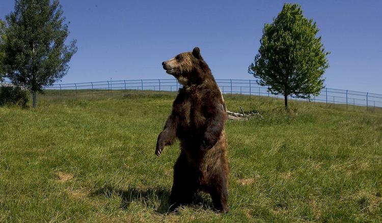 Angreb. En grizzlybjørn, der mistænkes for at stå bag flere angreb onsdag, undersøges nu af myndighederne i Montana, USA. 