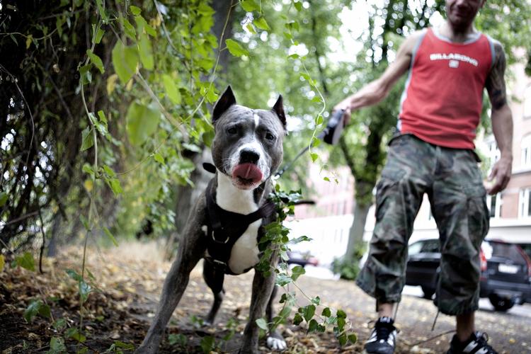 HUNDEBID. Muskelhundene blev ulovlige, da hundeloven trådte i kraft 1. juli 2010. Arkivfoto. 