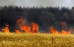 Flammehav. Skovbrandene bliver ved med at brede sig i Rusland under den værste tørke i landet i hundrede år. 