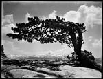 Foto. Her et af de billede, som tingfinder Rick Norsigian hævder er et Ansel Adams-fotografi. Men Onkel Earl har taget et foto af helt det samme træ, fra helt den samme vinkel, kan en ældre kvinde i Californien dokumentere. Kun skyformationen er en smule anderledes. 