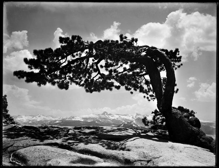 Foto. Her et af de billede, som tingfinder Rick Norsigian hævder er et Ansel Adams-fotografi. Men Onkel Earl har taget et foto af helt det samme træ, fra helt den samme vinkel, kan en ældre kvinde i Californien dokumentere. Kun skyformationen er en smule anderledes. 