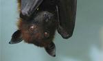 "Good morning. Mind if I move into your coat and shoes?" Bats are an increasing problem for Danish homeowners. Archive. 