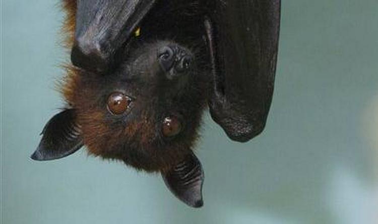"Good morning. Mind if I move into your coat and shoes?" Bats are an increasing problem for Danish homeowners. Archive. 