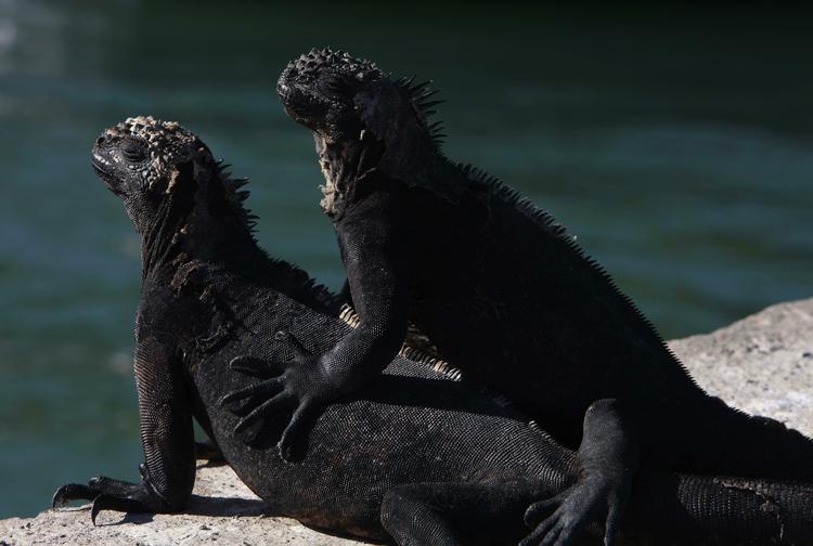 Kulturarv. Unesco's nye liste over verdenskulturarven er blevet udvidet med 21 ekstra lokaliteter. Galapagos-øerne er som det eneste sted strøget af listen. 