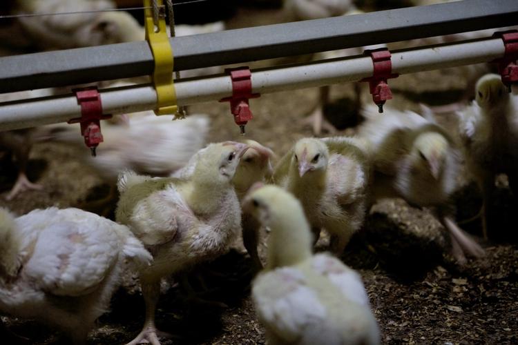 Dyrplageri. Alt for mange kyllinger er stampet sammen på alt for lidt plads. 