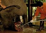 SKADET. Et hospital i det nordlige Thailand tager sig af elefanter, der bliver skadet af landminer. 