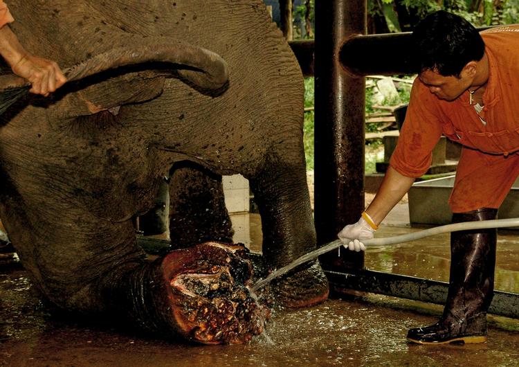 SKADET. Et hospital i det nordlige Thailand tager sig af elefanter, der bliver skadet af landminer. 