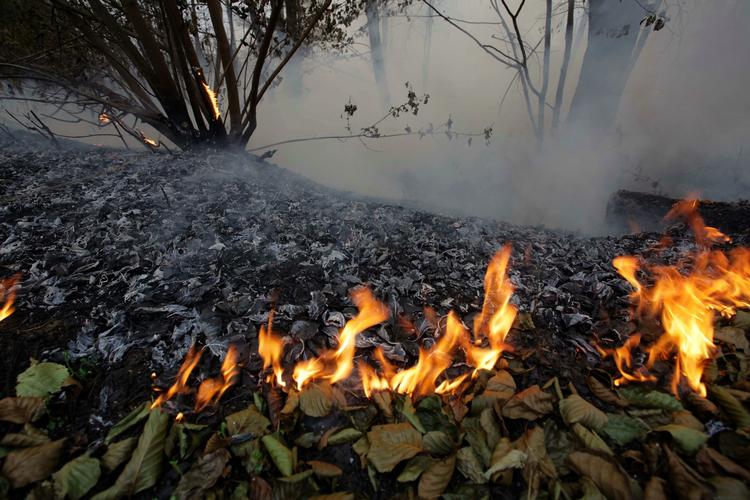 skovbrand. De starter hele tiden nye brande - flere hundrede hvert eneste døgn. Rusland kæmper mod stadig mod flammerne efter den varmeste sommer i 130 år. 