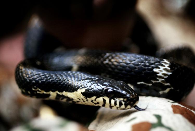 Når dslangen smittes med salmonella fra fodermus, er der stor risiko for, at den giver bakterierne videre til ejeren. Arkiv 