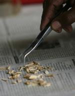 Helligt. Knoglerester og en tand bliver i øjeblikket undersøgt af arkæologer i Bulgarien i forsøget på at afklare om Johannes Døberen er ejermanden. 