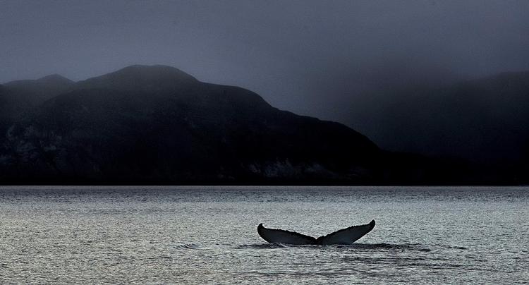 Olie. Prøveboringerne foregår ud for Grønlands vestkyst. Arkivfoto. 