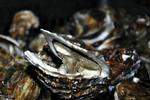 Afgået ved døden. Stillehavsøstersen  Crassostrea gigas er under angreb af en dødelig herpesvirus i store dele af Europa. Virussen angriber larver, unge østers og i nogle tilfælde voksne som denne fra saltvandssøen Étang de Thau. 