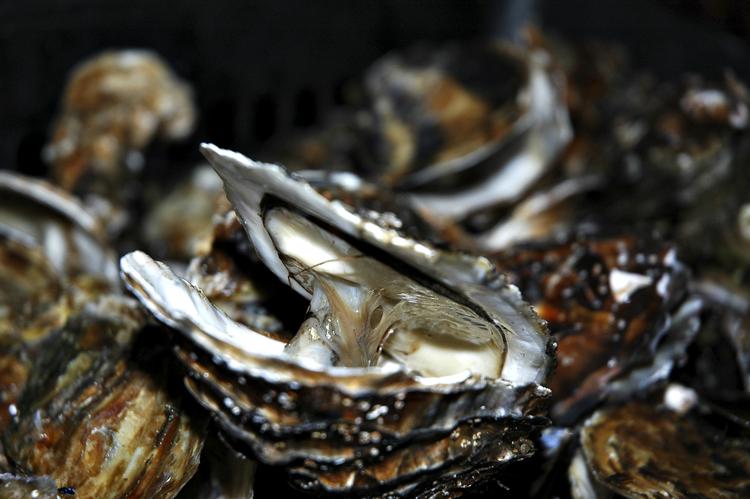 Afgået ved døden. Stillehavsøstersen  Crassostrea gigas er under angreb af en dødelig herpesvirus i store dele af Europa. Virussen angriber larver, unge østers og i nogle tilfælde voksne som denne fra saltvandssøen Étang de Thau. 