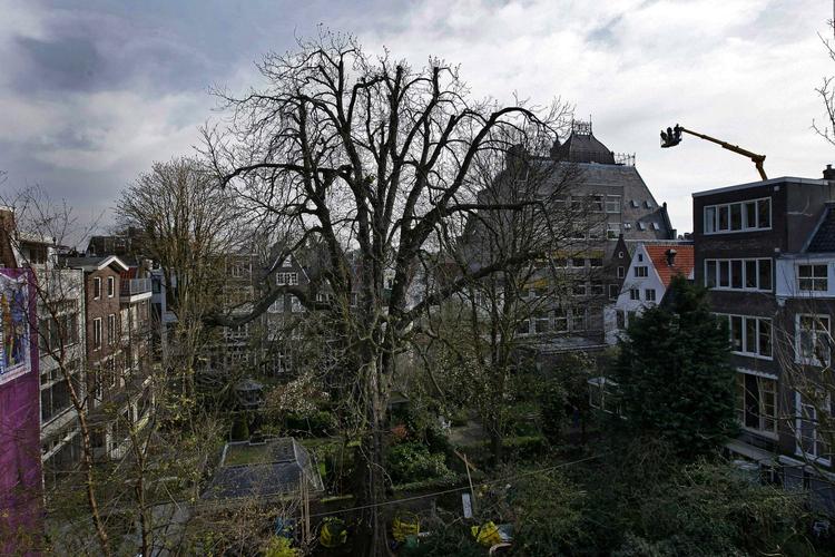 Slutspil. Kæmpekastanjen ved Anne Franks Hus i Amsterdam blev i 2008 forsøgt afstivet.. Men i dag knækkede det 27 ton tunge træ i en kraftig storm. 