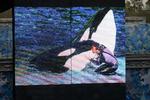 Minde. Seaworld hyldede Dawn Brancheau tre dage efter hendes død ved at vise billeder af hende sammen med de store spækhugggere. 