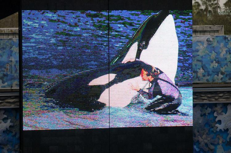Minde. Seaworld hyldede Dawn Brancheau tre dage efter hendes død ved at vise billeder af hende sammen med de store spækhugggere. 