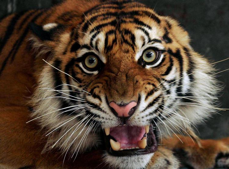 EVOLUTION. Klimaskiftet kan få betydning for kødædende dyrs størrelse, indikerer forskning. Her arkivfoto af en sumatratiger. 
