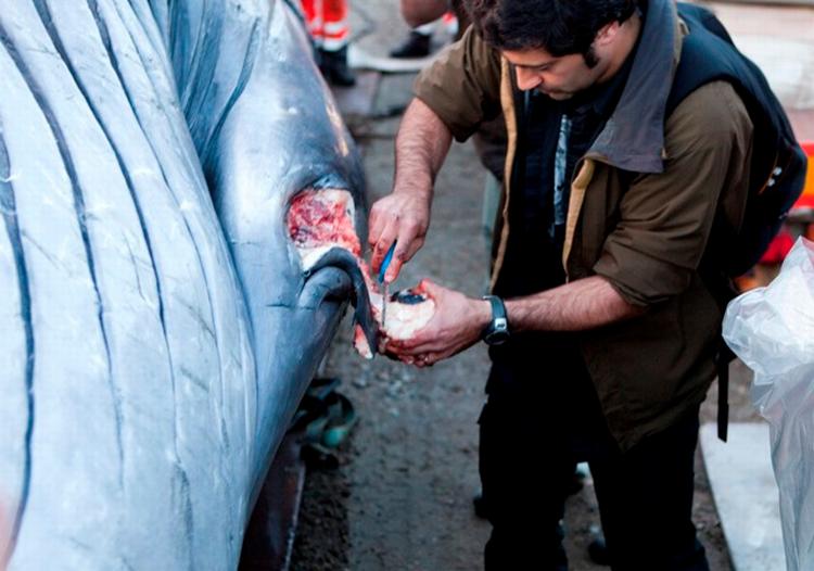 Øjeblik. Aminosyre i hvalens øje kan aldersbestemme det store dyr. Her er det Abdi Hedayat fra Zoologisk Museum, der skærer øjet frit på den bjærgede finhval i Vejle. 