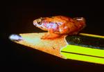 MIKROSKOPISK. Den lille Borneo-frø kan snildt være på spidsen af en skoleblyant. 