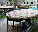 Paryk på. Færdigkøbte måtter med mos-sedum og engelskgræs opsuger en del af regnvandet på taget af cykelskurene i dette gårdanlæg på Frederiksberg. Overskydende vand siver ned i græsset omkring skurene. 