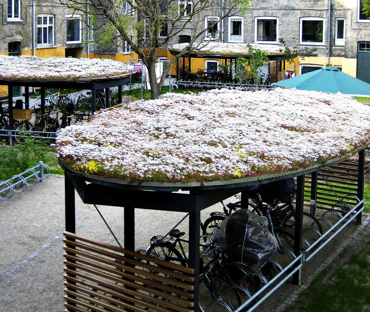 Paryk på. Færdigkøbte måtter med mos-sedum og engelskgræs opsuger en del af regnvandet på taget af cykelskurene i dette gårdanlæg på Frederiksberg. Overskydende vand siver ned i græsset omkring skurene. 