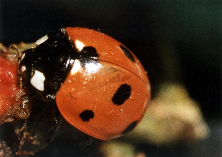 I modsætning til flere kendte arter af mariehøns (billedet) kan harlekinmariehønen have forskellige farver, lige som den kan have fra 0 til 19 prikker. Til gengæld kan den kendes ved, at den som regel søger ind i huse i flokke - modsat almindelige mariehøns. 
